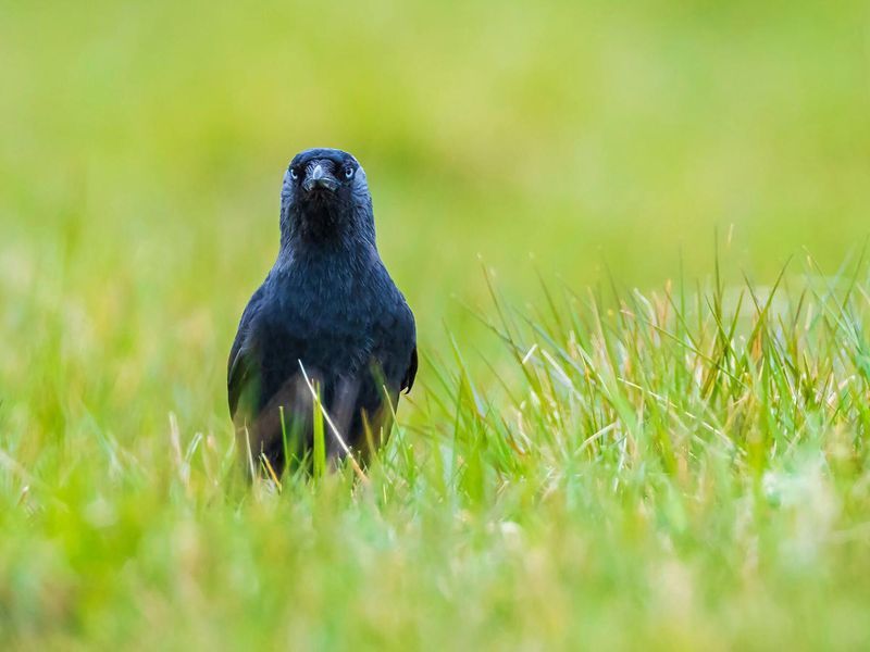 Crows Remember Kindness