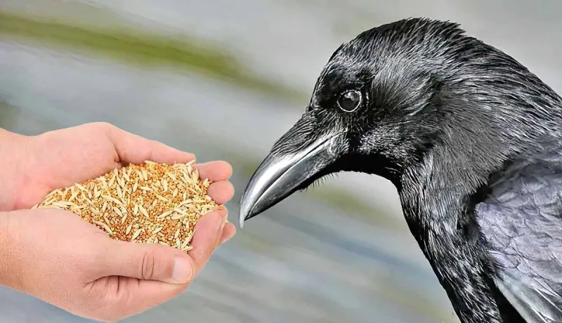 Crows Share Food with Humans