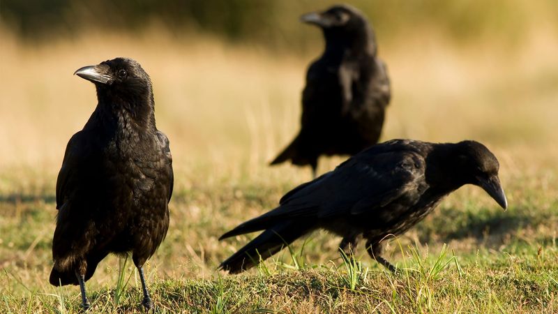 Crows