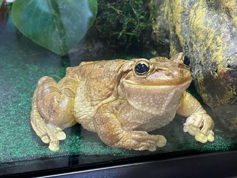 Cuban Tree Frog