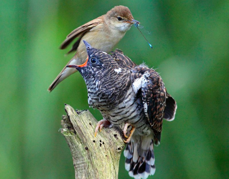 Cuckoo Birds