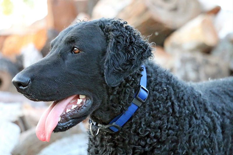 Curly-Coated Retriever