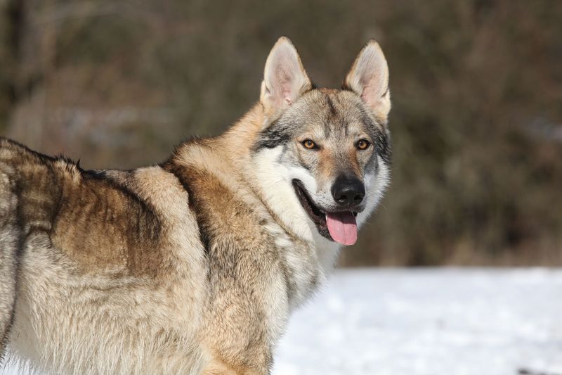 Czechoslovakian Wolfdog