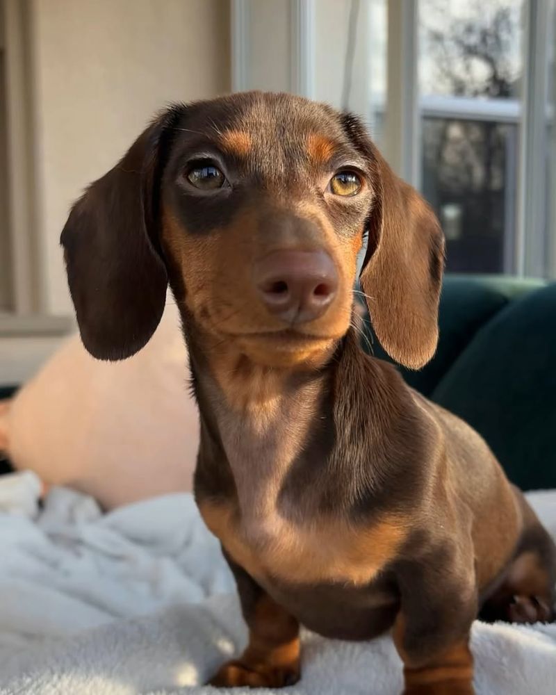 Dachshund