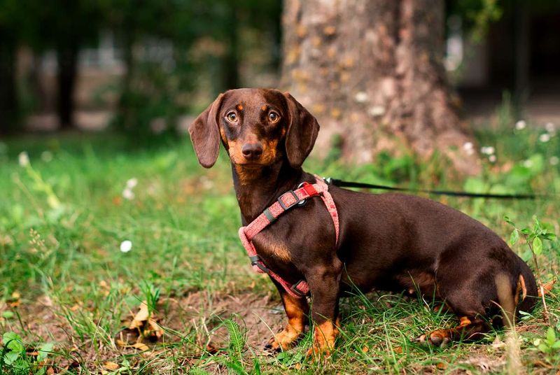 Dachshund