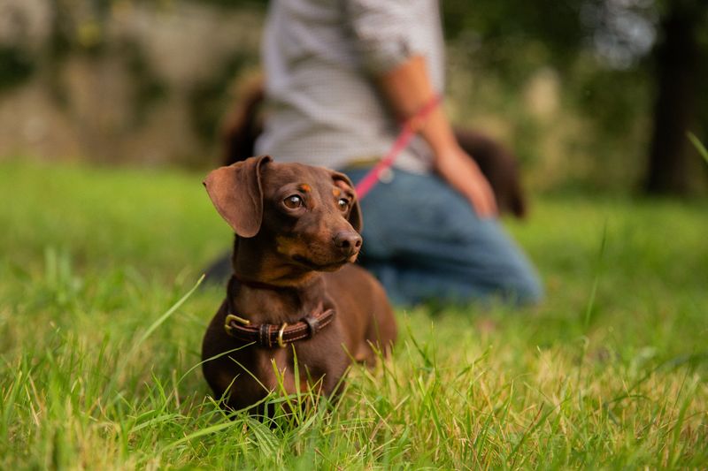 Dachshund