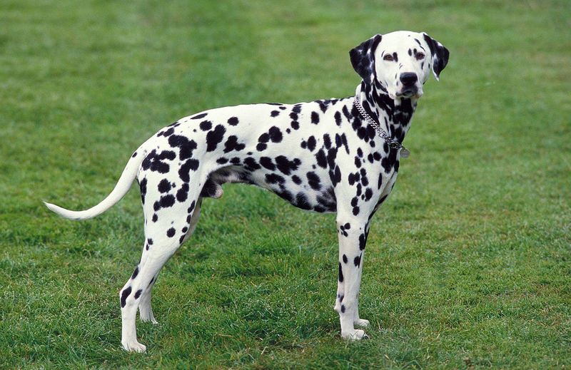 Dalmatian