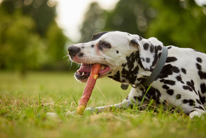 Dalmatian