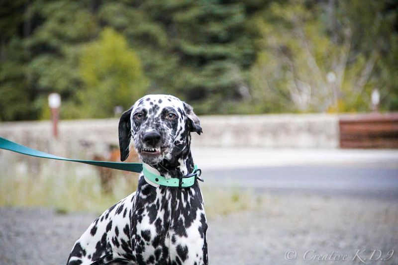 Dalmatian