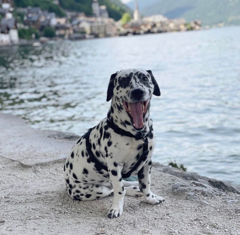 Dalmatian