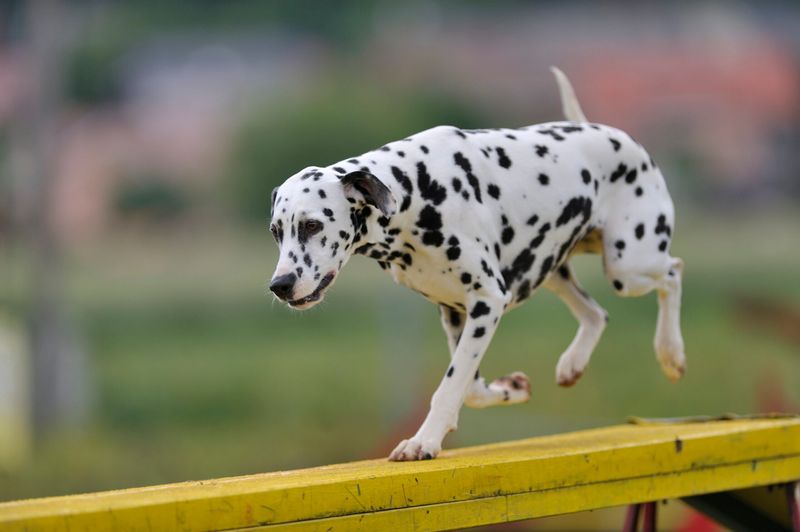 Dalmatian