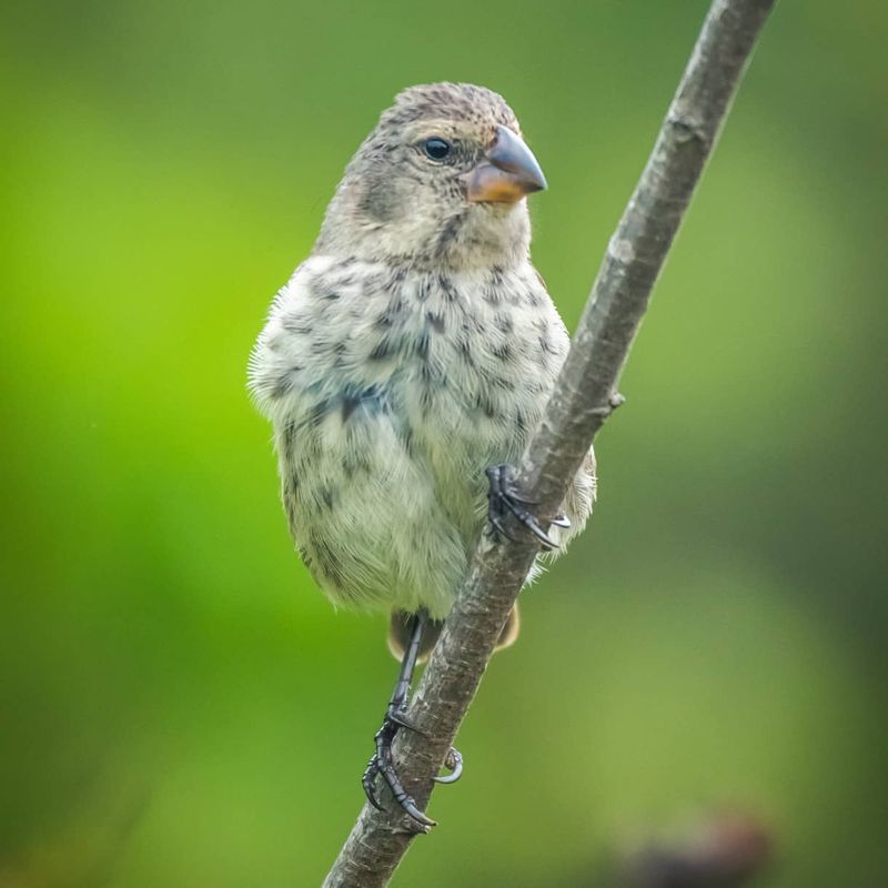 Darwin's Finches