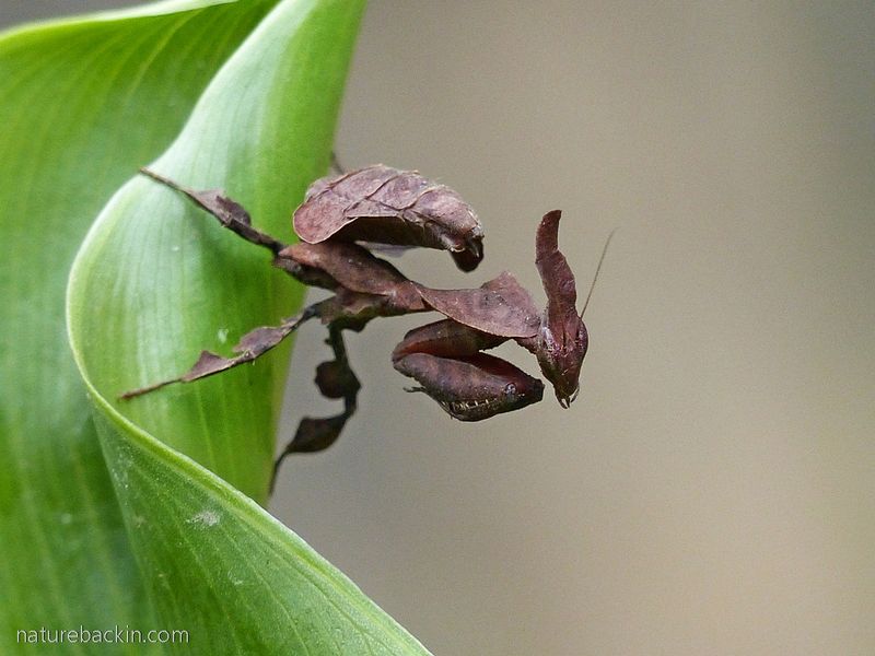 Dead Leaf Mantis