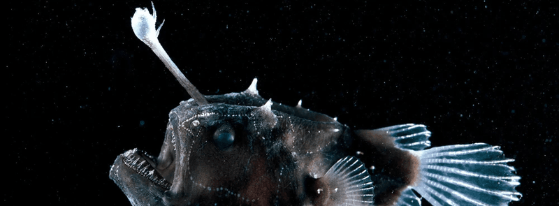 Deep Sea Anglerfish