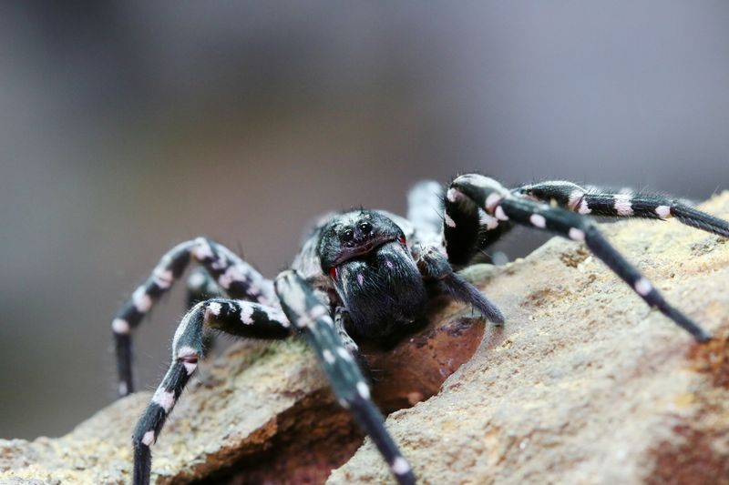 Desertas Wolf Spider