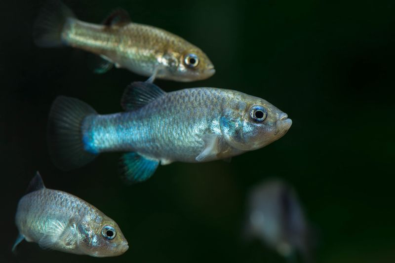 Devils Hole Pupfish