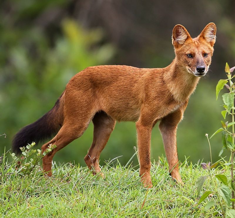 Dhole