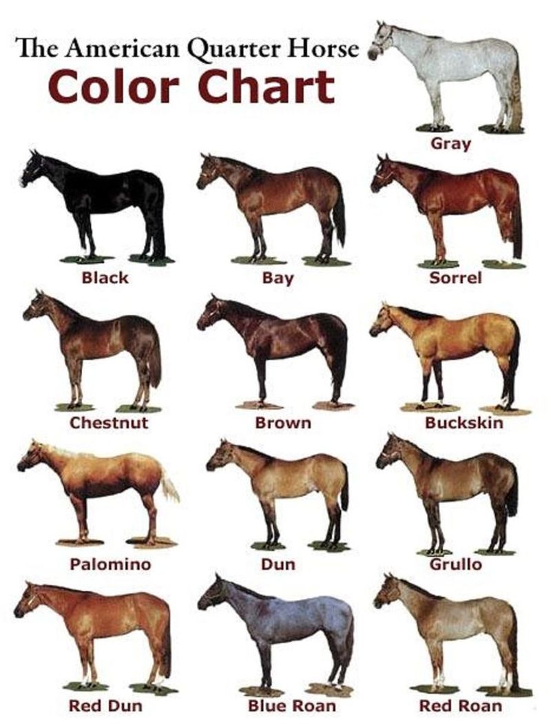 Diverse Coat Colors