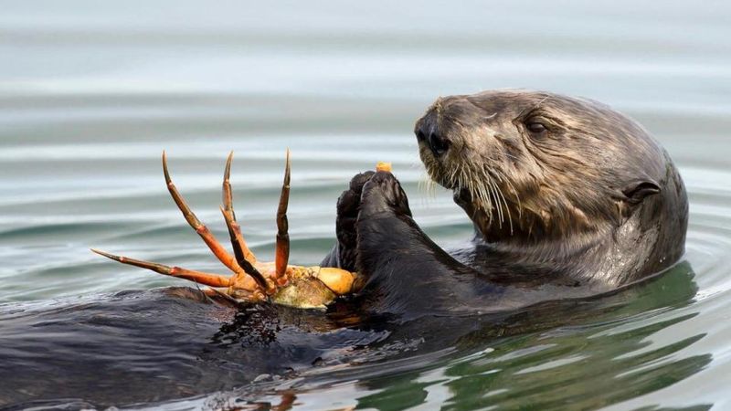 Diverse Diet of Sea Otters