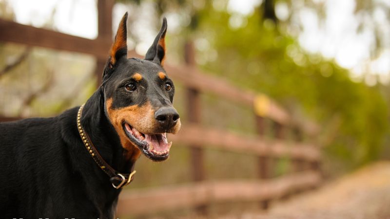 Doberman Pinscher