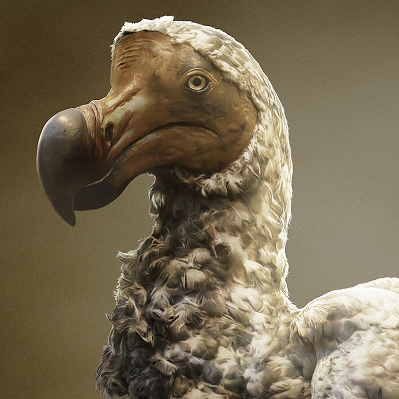Dodo