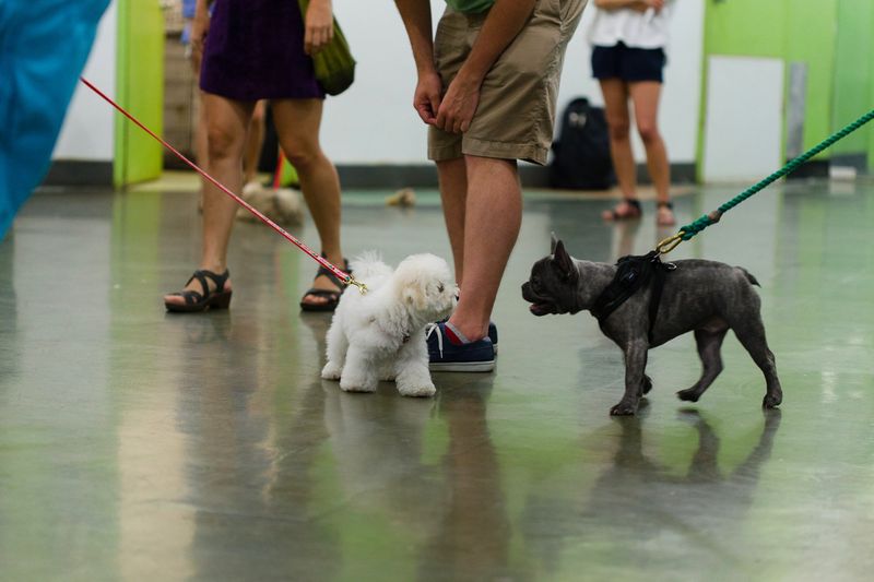 Dog Obedience Classes