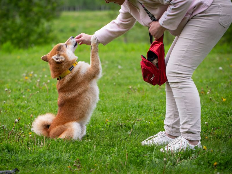 Dog Park Socials