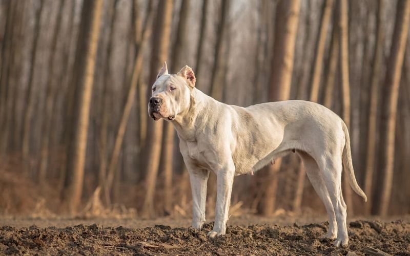 Dogo Argentino