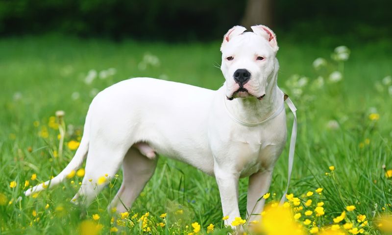 Dogo Argentino