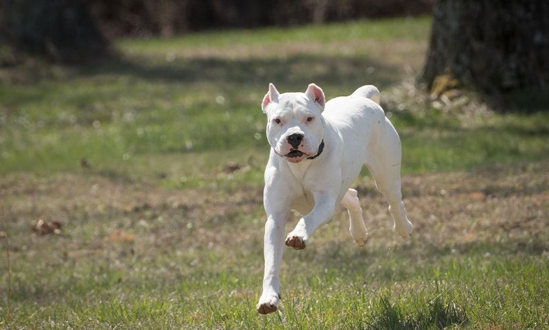 Dogo Argentino