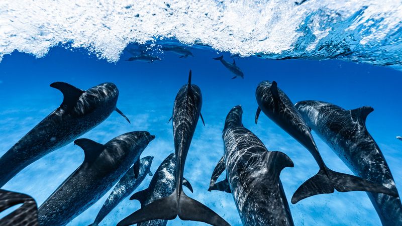 Dolphins