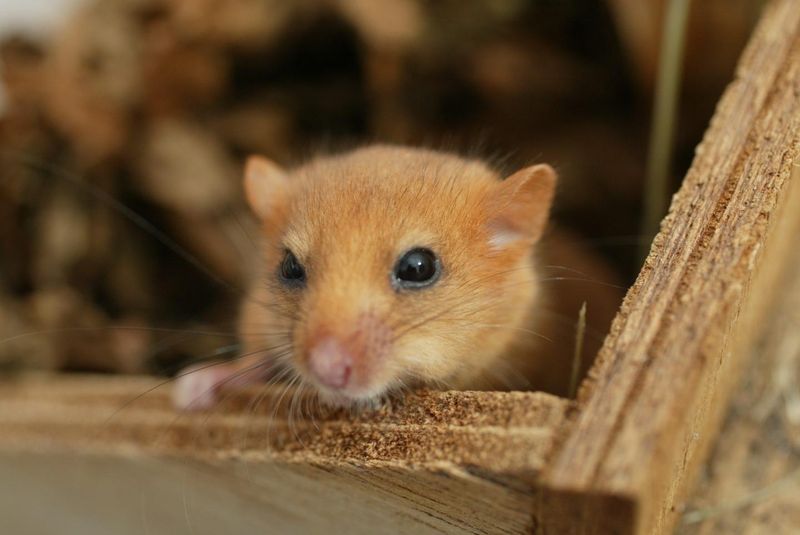 Dormice