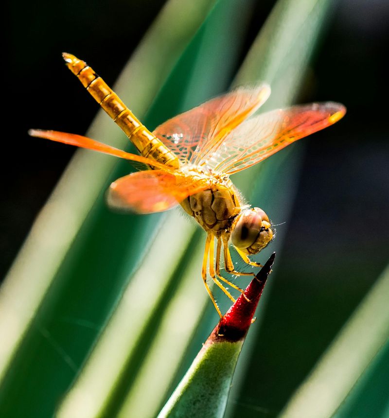 Dragonfly