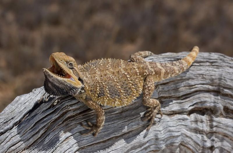 Nullarbor Bearded Dragon (Pogona nullarbor)