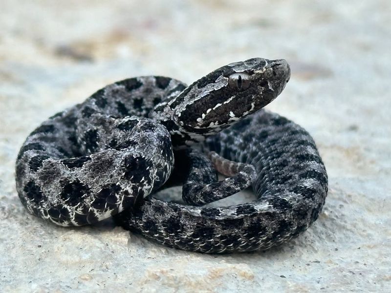 Dusky Pygmy Rattlesnake