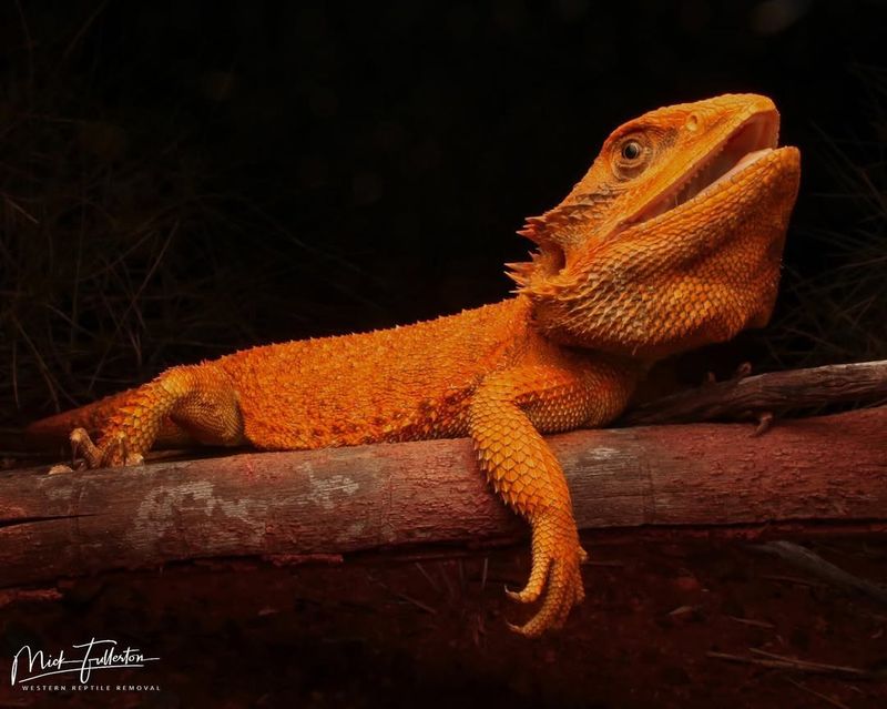 Northwestern Bearded Dragon (Pogona minor mitchelli)