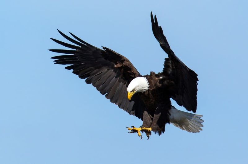 Eagles