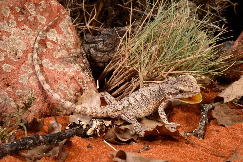 Western Bearded Dragon (Pogona minor minor)