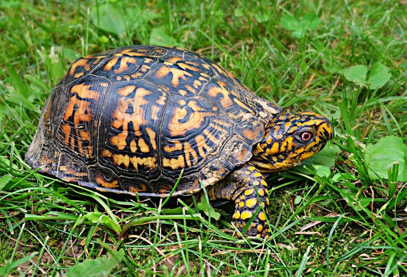 Eastern Box Turtle