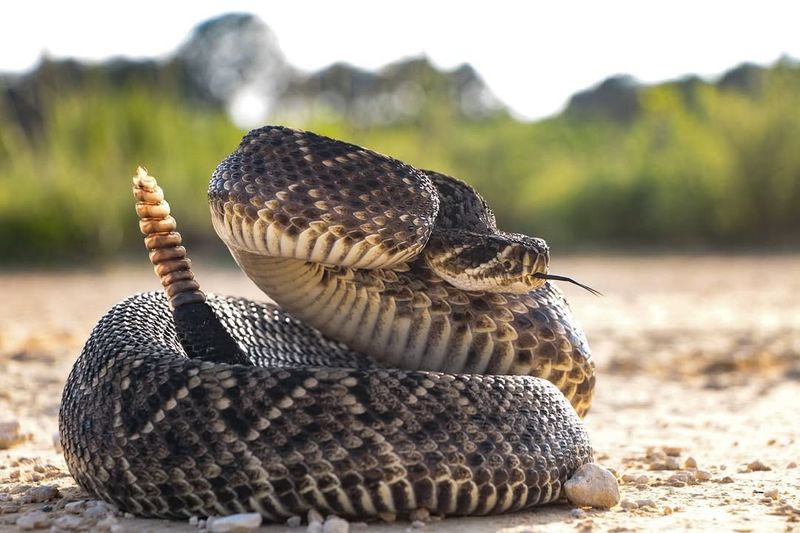 Eastern Diamondback Rattlesnake