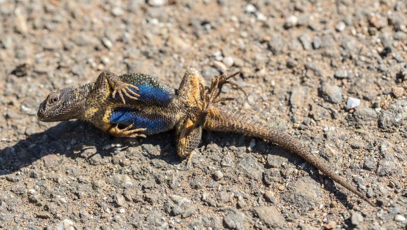 Eastern Fence Lizard