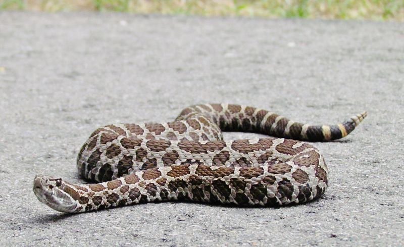 Eastern Massasauga Rattlesnake