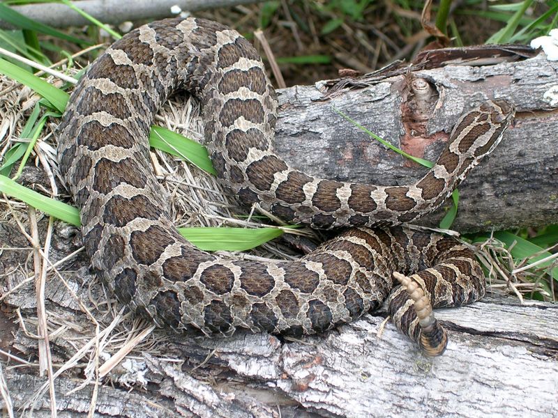 Eastern Massasauga Rattlesnake