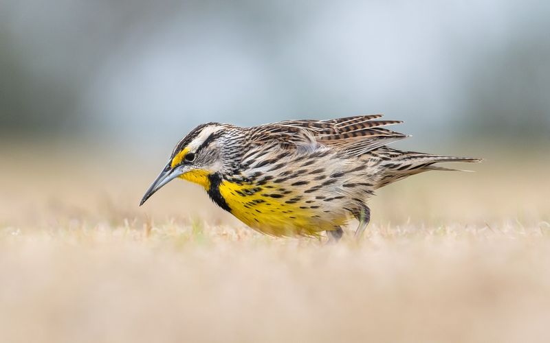 Eastern Meadowlark