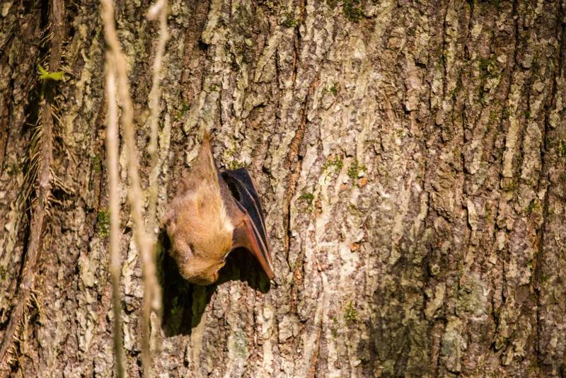 Eastern Red Bat