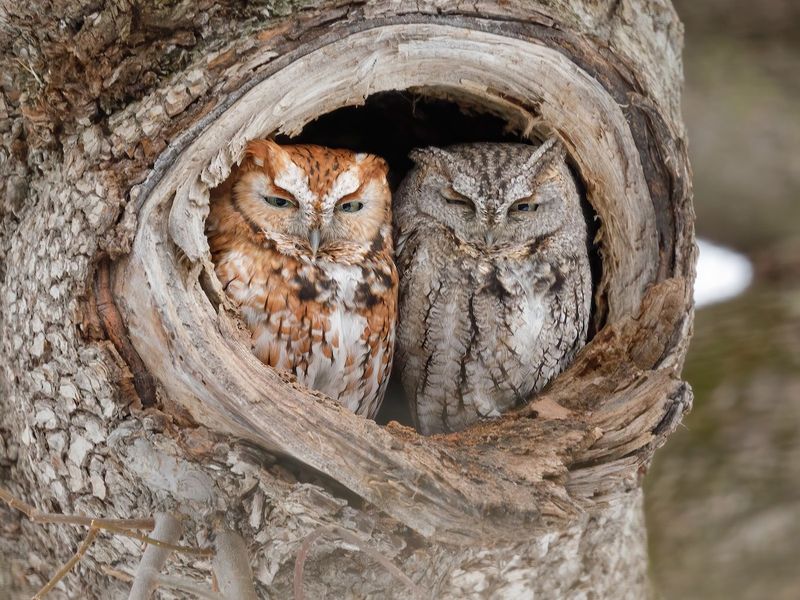 Eastern Screech Owl