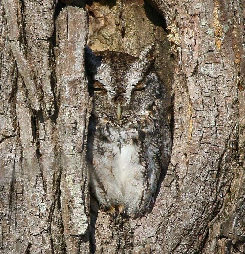 Eastern Screech Owl