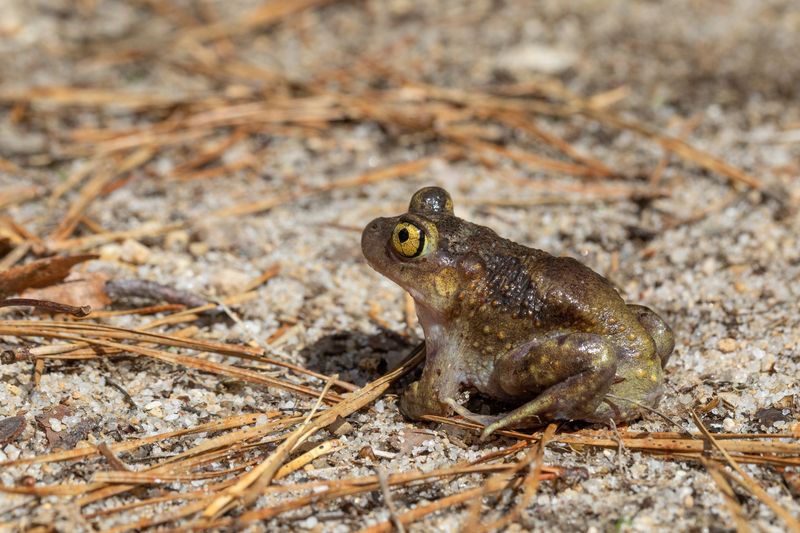 Eastern Spadefoot Toad