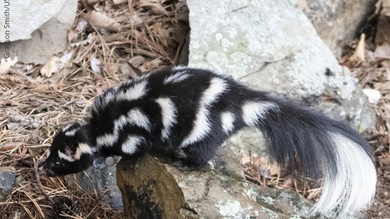 Eastern Spotted Skunk