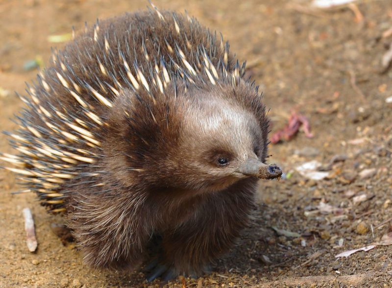 Echidna